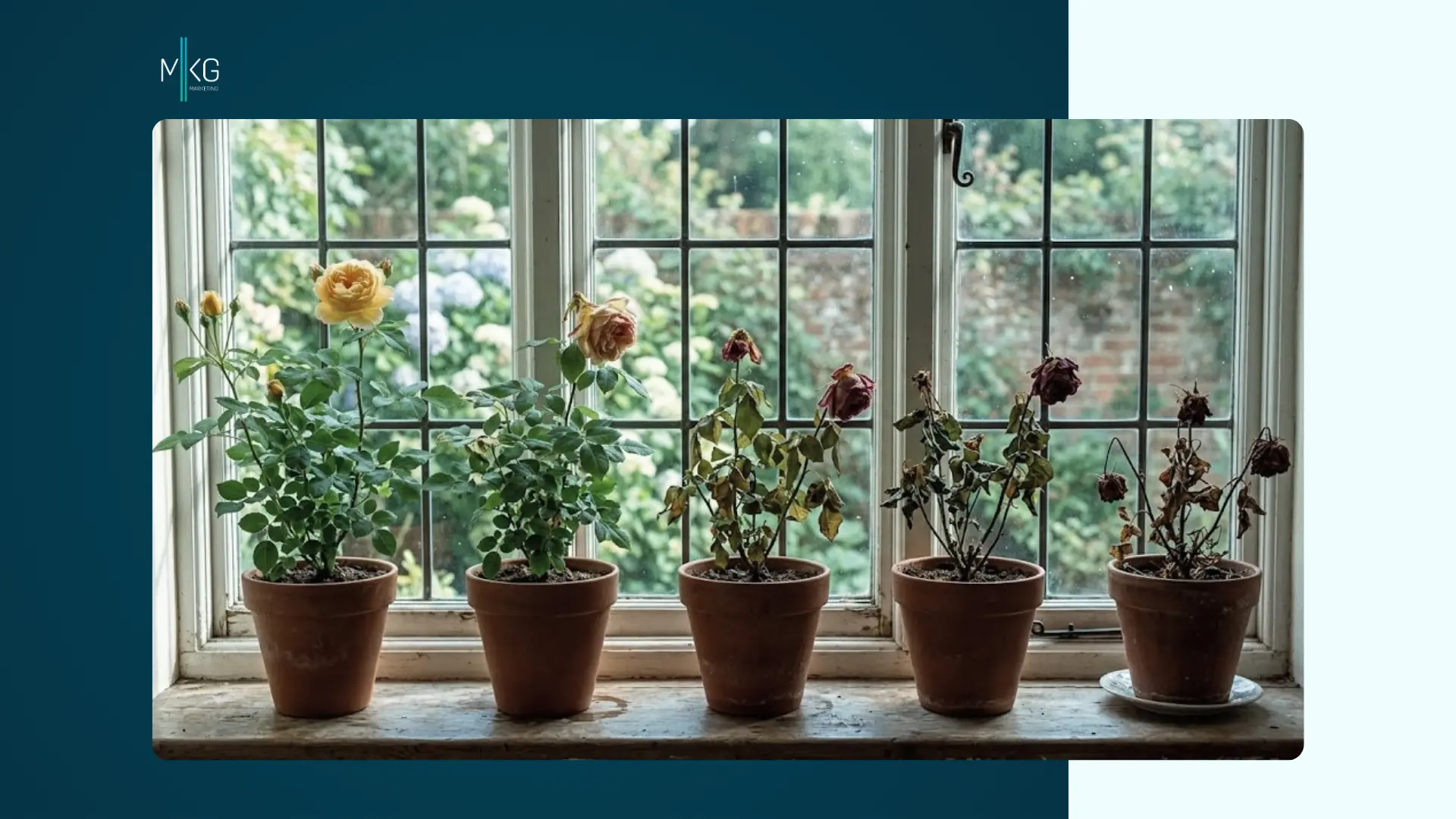 A row of potted rose plants sitting on a windowsill, progressing from healthy and blooming on the left to withered and dead on the right.